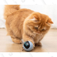 Smart & Interactive Self-Rotating Ball Cat Teaser | $24 | StackSocial